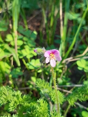 Pelargonium hirtum