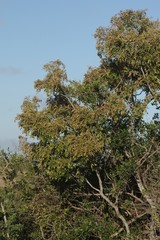 Hippobromus pauciflorus