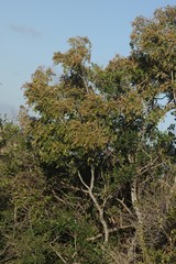 Hippobromus pauciflorus