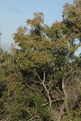 Hippobromus pauciflorus
