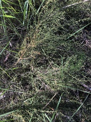 Acacia continua