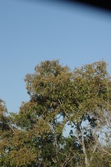 Hippobromus pauciflorus