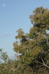 Hippobromus pauciflorus