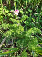 Pelargonium hirtum