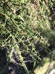 Acacia continua