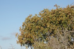 Hippobromus pauciflorus