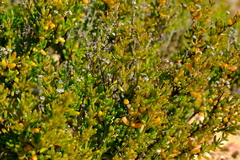 Drosanthemum zygophylloides
