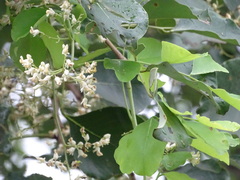Dalbergia latifolia