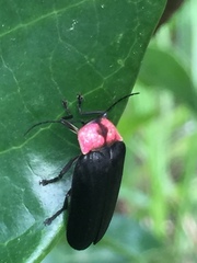 Nipponoluciola cruciata