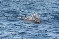 Stenella longirostris