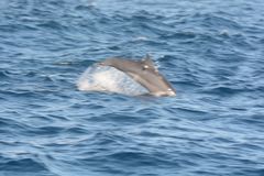 Delphinidae