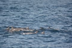 Delphinidae