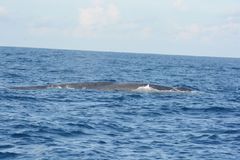 Balaenoptera musculus