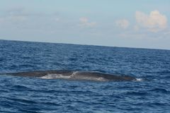 Balaenoptera musculus