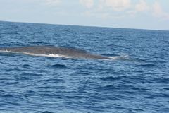 Balaenoptera musculus