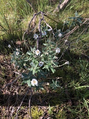 Olearia pannosa