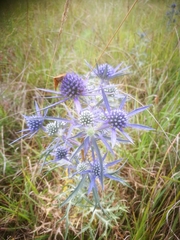 Eryngium amethystinum