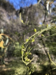 Exocarpos cupressiformis