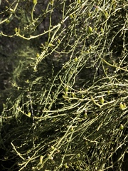 Exocarpos cupressiformis