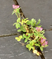 Trifolium pratense
