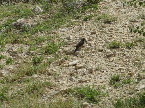 Cinnamon-breasted Bunting