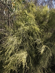 Exocarpos cupressiformis