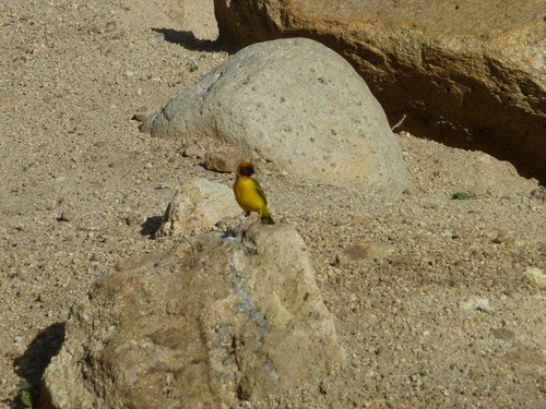 Rüppell's Weaver