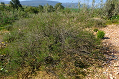 Marasmodes oubinae