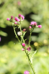 Carduus crispus