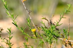 Marasmodes oubinae