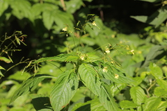 Impatiens parviflora