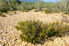 Drosanthemum zygophylloides