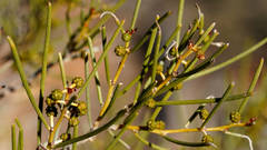 Acacia rigens