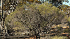 Acacia rigens