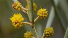 Acacia rigens