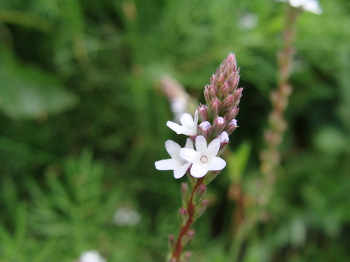 Image of Verbena carolina by (c) Alexis López Hernández, some rights reserved (CC BY)