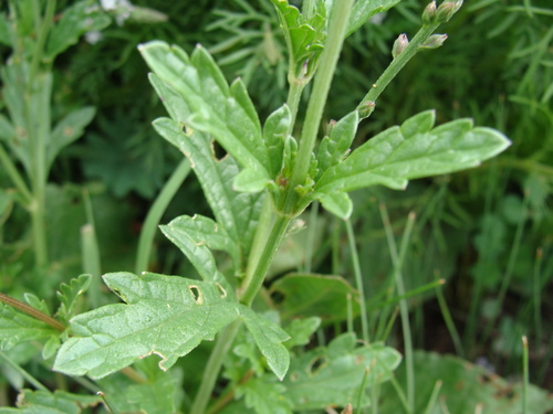 Image of Verbena carolina by (c) Alexis López Hernández, some rights reserved (CC BY)