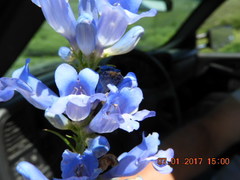 Penstemon cyaneus