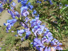 Penstemon cyaneus