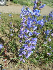 Penstemon cyaneus