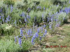 Penstemon cyaneus