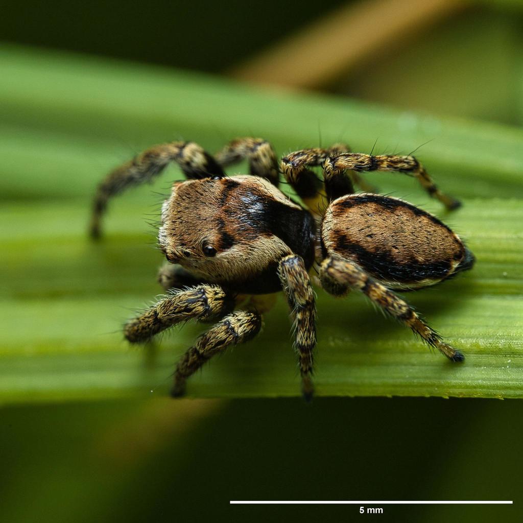 Woodland Jumping Spider, photo 1 of 10