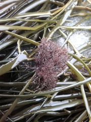 Vertebrata lanosa