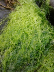 Ulva compressa