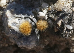 Dasymutilla atricauda