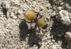 Dasymutilla atricauda