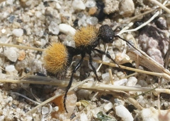 Dasymutilla atricauda