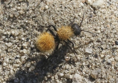 Dasymutilla atricauda
