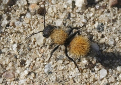 Dasymutilla atricauda