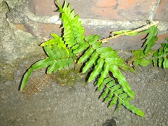 Pteris vittata